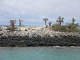 Galapagos 2-2-01 Santa Fe Sea Lions On Peninsula Santa Fe (Barrington) is located in the southeastern part of Galapagos. Its maximum elevation is only about 200m. Santa Fe has one of the most beautiful coves of all the visitor sites in the Galapagos. The Santa Fe cove is protected by a peninsula that extends from the shore, with Galapagos sea lions resting on the rocks.
